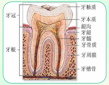 保护牙龈有效预防牙齿松动